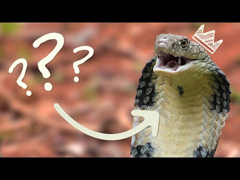 How To Discover New Snake Species: The King Cobra | Encyclopaedia Britannica - YouTube