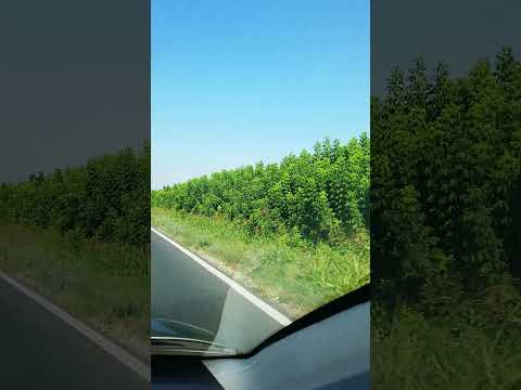 Medgidia _București