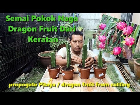 , title : 'Cara Tanam Pokok Naga / Dragon Fruit dari Keratan Batang - Part 1 -'