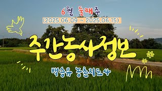 ✨[ 주간농사정보 ] 6월 2째주 (2025. 06. 09. ~ 06. 15)
