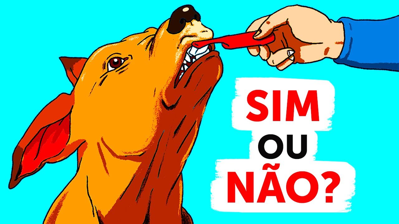 Dicas e truques para donos de cães