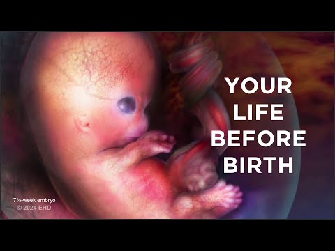 Your Life Before Birth