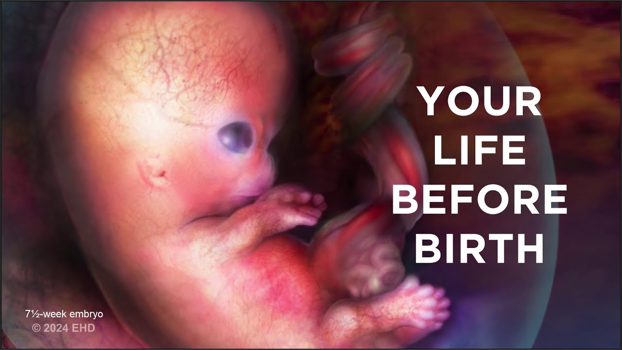 Your Life Before Birth