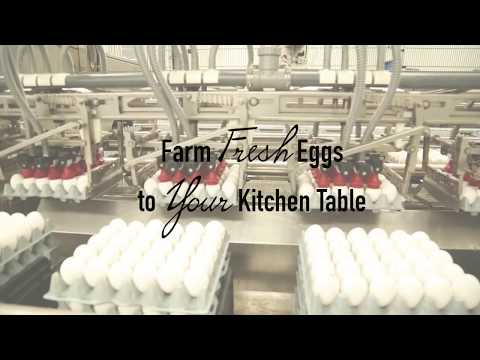 Farm Fresh Eggs to Your Kitchen Table