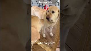 A funny Labrador#foryou #funnydogs