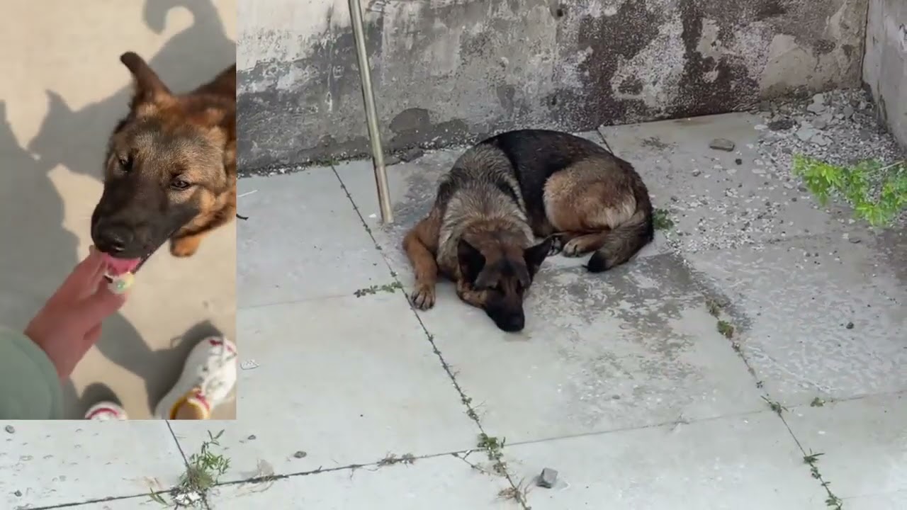 No Food: Who Are You? | Food: My Favorite Human 😂