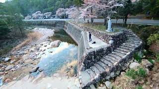 【桜と水没】温泉渓流を攻める