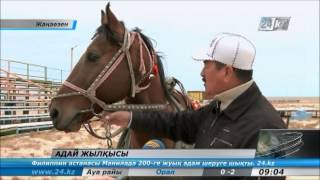 Адай жылқысын көбейту қолға алынды