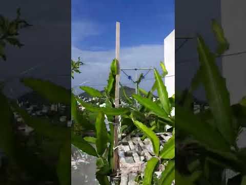 #dragon  fruits swarupa