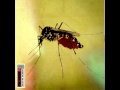 The Weeks - Gobi Blues
