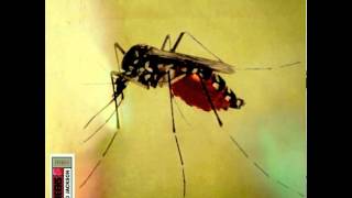 The Weeks - Gobi Blues