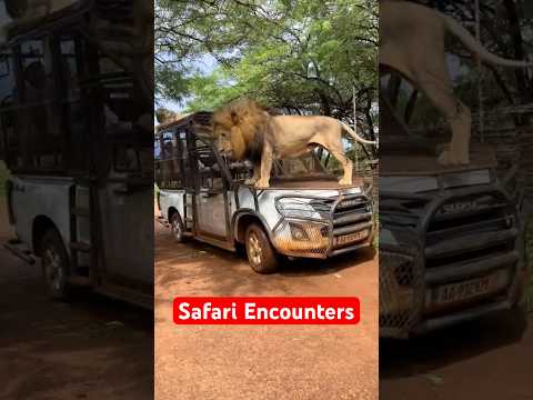 5 Wildest Safari Encounters Caught on Camera