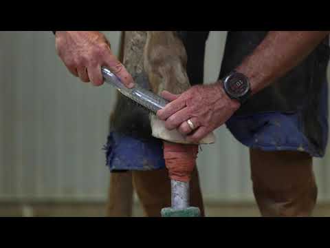 How to Prepare the Hoof for Glue: HoofLox Prep