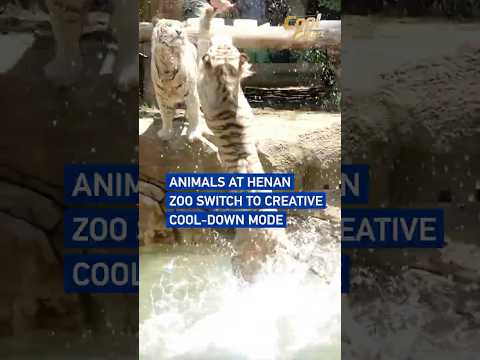 Animals at Henan zoo switch to creative cool-down mode