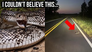 Download Lagu My Best Night of Road Cruising Ever Insane Fall Herping in Georgia and Florida! Thumbnail