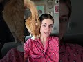 Typically Orange Cat Behavior Cat Catlover Orangecat Funnycat Catvideos Fyp
