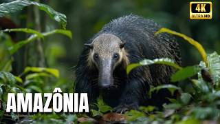 🌳🦎 Mysteries of the Forest | Amazing Creatures of the Amazon - Wild Amazon Documentary