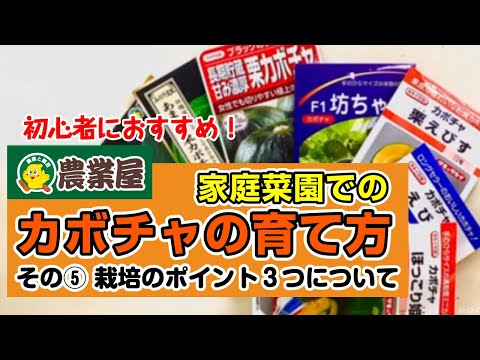 カボチャの栽培: 最もよくある 3 つの間違い 植物