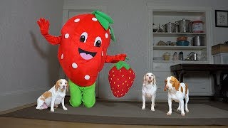 Giant Strawberry Pranks Dogs with Strawberry: Funny Dogs Maymo, Penny, &amp; Potpie