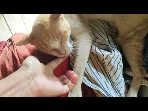 Cat loves to sleep whole day 🐈🐈