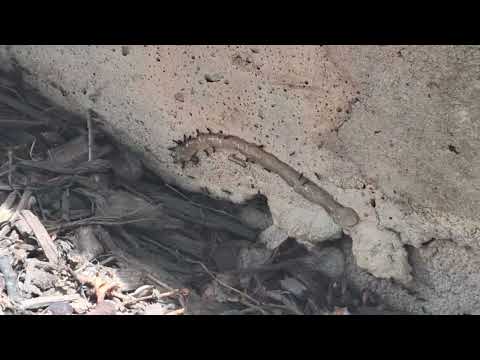 Odorous House Ants Roam Around Home in Spotswood, NJ