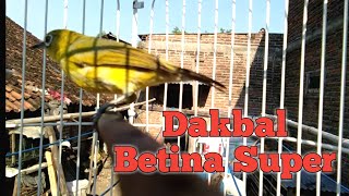 Download lagu PLECI FEMALE DAKUN BALI CALLS MALE mp3