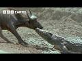 The Greatest Fights In The Animal Kingdom Part 5 BBC Earth