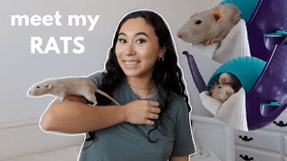 MEET MY PET RATS! rat update + fancy rat care for beginners