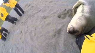 Elephant Seal Snuggle