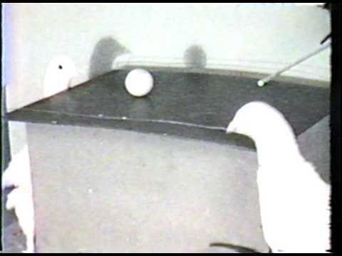 Tauben Spielen Tischtennis Tauben Spielen Tischtennis