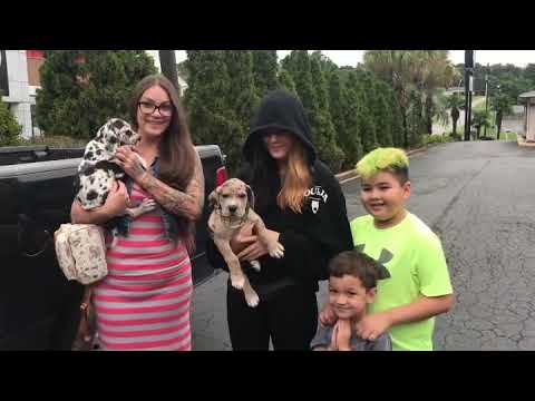 Americane Da Presa Méridionale leaves to the state of Kansas