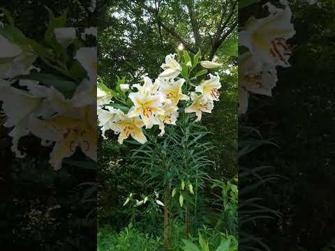 園芸 オレンジ色のユリ