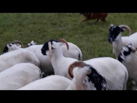 Harzer Fuchs beim hüten