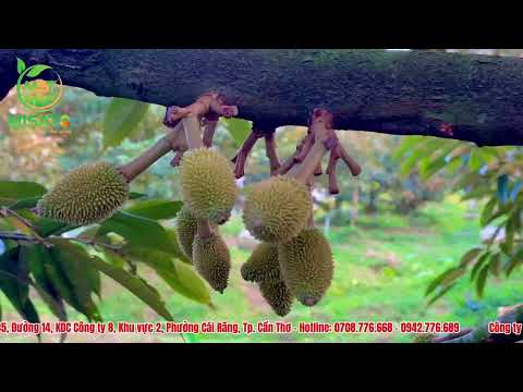 Chủ đề 1: SẦU RIÊNG RỤNG TRÁI NON SAU XỔ NHUỴ