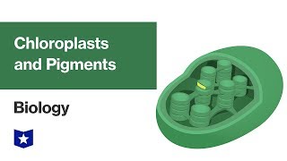 Chloroplasts and Pigments | Biology