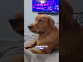 He Didn’t Take The News Very Well! - RxCKSTxR Comedy Voiceover