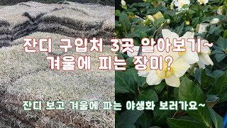 서울에서 잔디 사기~ 겨울에 피는 장미? /정원/조경/야생화/