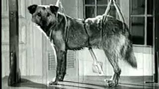 The Pavlov&#39;s Experiment | Classical Conditioning