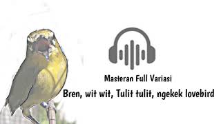 Download lagu Masteran pleci ngebren wit wit tulit tulit sambung... mp3