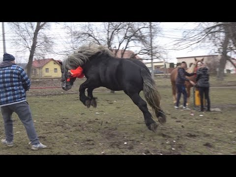 Armasar - Proprietar Mircea de la Floresti, Cluj - 2018