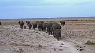 preview picture of video 'Amboseli Elephants part 3. Elephants of the Dust'