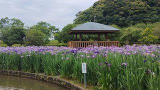 20250607 長崎県 佐々皿山公園 2万株 花菖蒲祭り