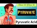 What Is Pyruvate| Pyruvatic Acid | Class 10| Class 11| Glycolysis | Life Process|
