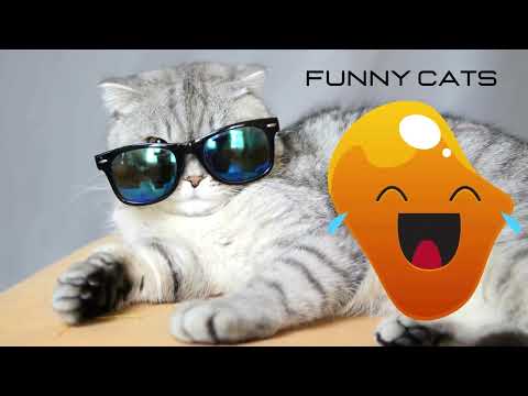 Funny Cats (Official Video) by Yahaira Lovely Loves