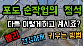#샤인머스켓재배기술 #포도순작업화수정리 #대형노지비가림비닐하우스