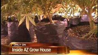 Medical marijuana grown legally in valley homes