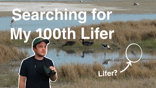 Searching for my 100th Lifer!