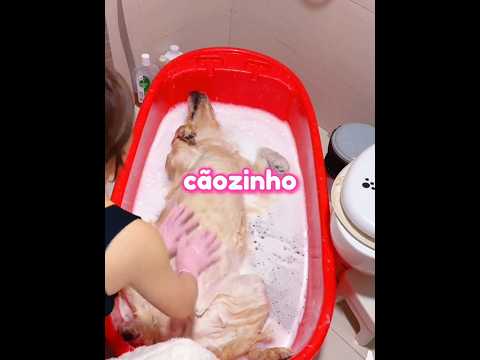 Esta Mulher Acreditou Ter Perdido Seu Cachorro 🐶💔 #shorts