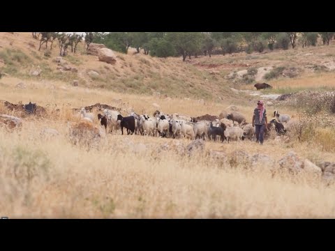 David the Shepherd, David the King - Documentaries, Movies & TV - Appian Media