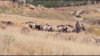 David the Shepherd, David the King